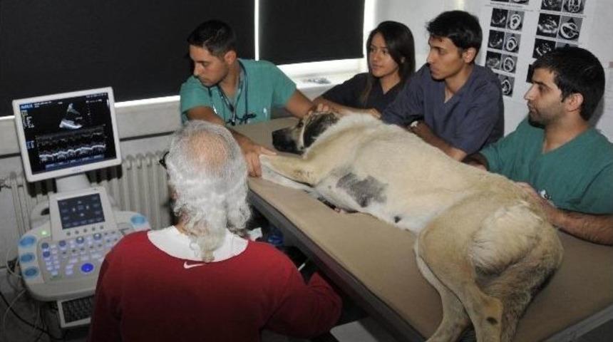 S&uuml; Veteriner Fak&uuml;ltesi, Ab &Uuml;lkeleri İle &Ouml;ğrenci Değişimine Hazırlanıyor