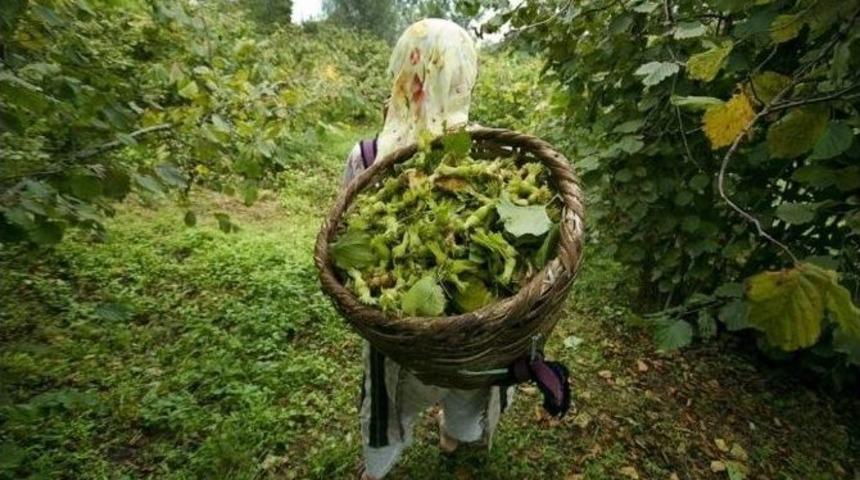 Fındık Can Suyu Bekliyor