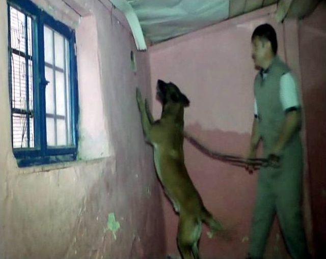 Bursa da Bonzai Satışına İlk Duruşmada 18 Yıl Hapis Kararı 2