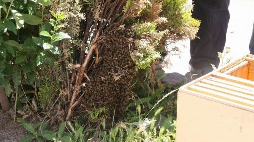 Yozgat Arıların İstilasına Uğradı