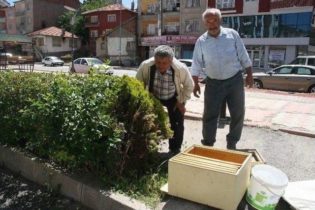 Yozgat Arıların İstilasına Uğradı 1