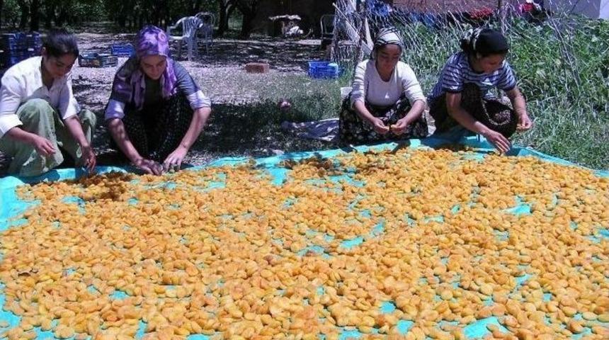 Kayısı İş&ccedil;iliği &Uuml;creti Ge&ccedil;en Yıla G&ouml;re 4 Tl Arttı