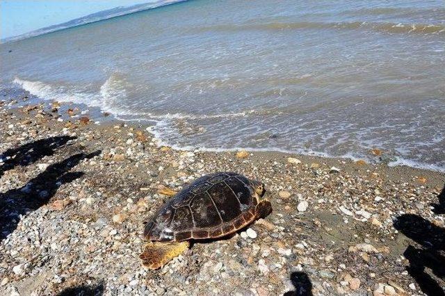 Tedavi Edilen Caretta Caretta Doğal Ortama Bırakıldı