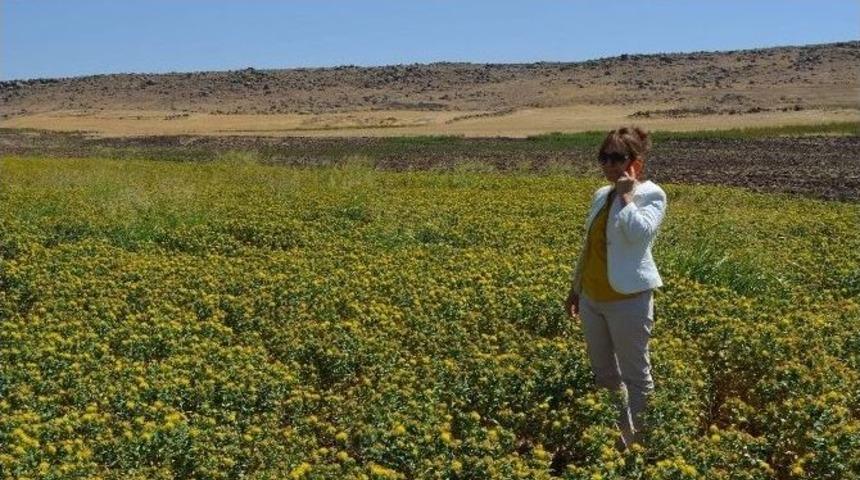 Kadıoğlu, Aspir Ekili Alanlarda İncelemelerde Bulundu