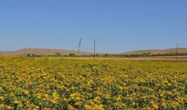 Kadıoğlu, Aspir Ekili Alanlarda İncelemelerde Bulundu