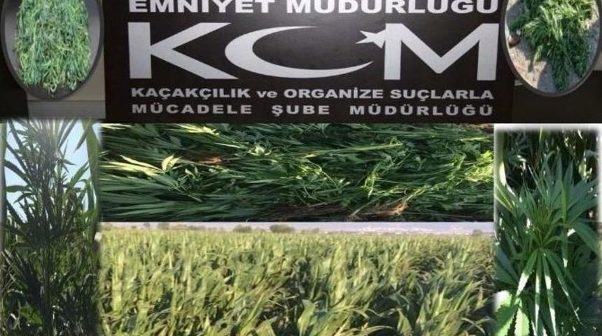 Mısır Tarlası, Uyuşturucu Tarlası &Ccedil;ıktı