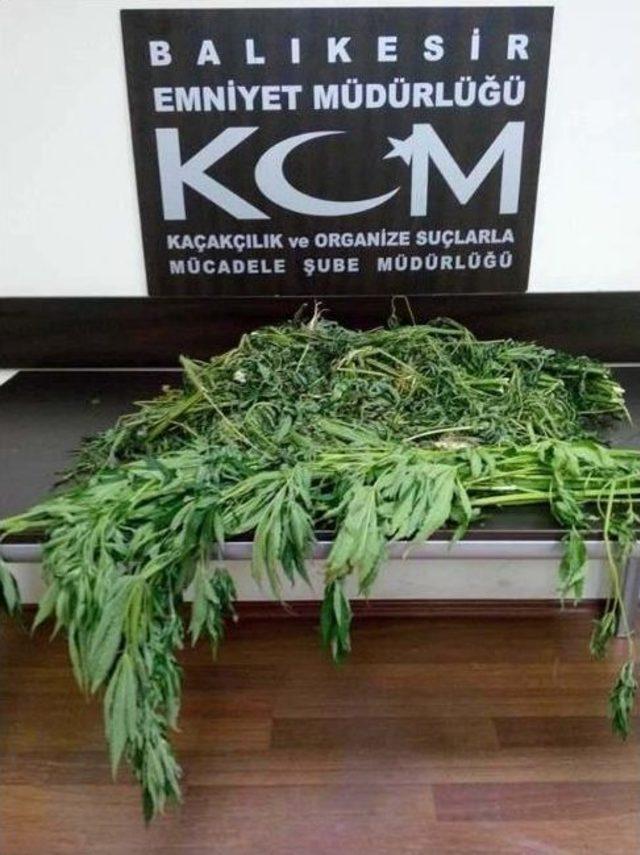 Mısır Tarlası, Uyuşturucu Tarlası Çıktı 1