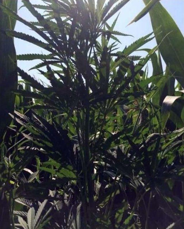 Mısır Tarlası, Uyuşturucu Tarlası Çıktı 2