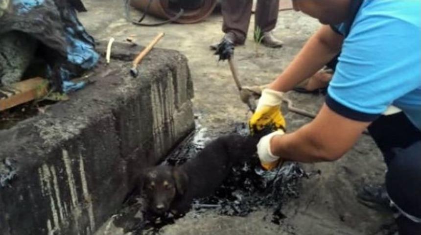 Zifte Yapışan Yavru K&ouml;peği İtfaiye Ekipleri Kurtardı