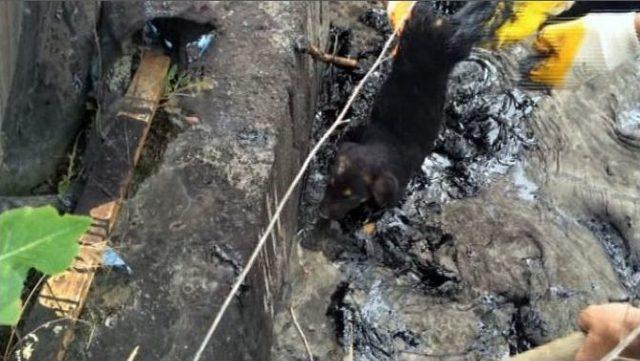 Zifte Yapışan Yavru K&ouml;peği İtfaiye Ekipleri Kurtardı 2