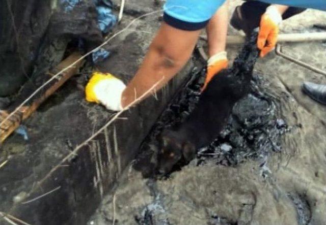 Zifte Yapışan Yavru K&ouml;peği İtfaiye Ekipleri Kurtardı 3