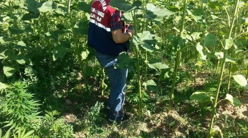 Jandarmadan Uyuşturucu Operasyonu