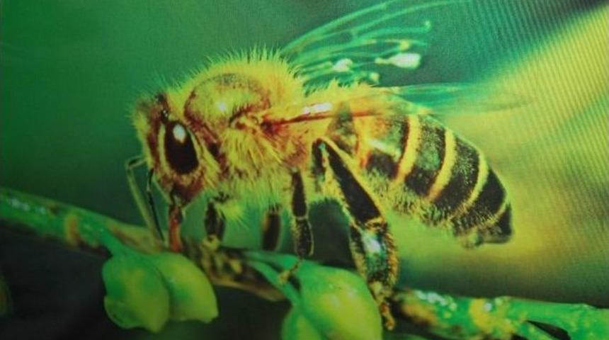 Aydın&rsquo;da Arılı Kovan Desteklemeleri M&uuml;racaatları Başladı