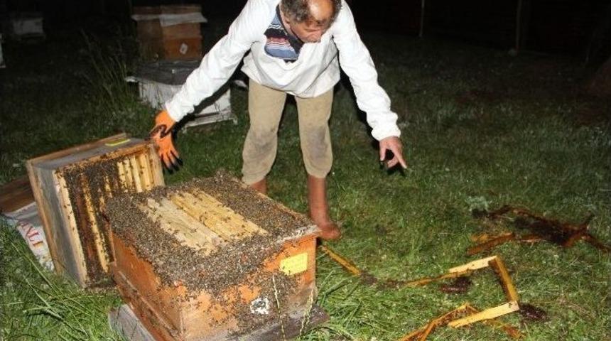 Ardahan'da Arı Kovanlarına Ayı Saldırısı