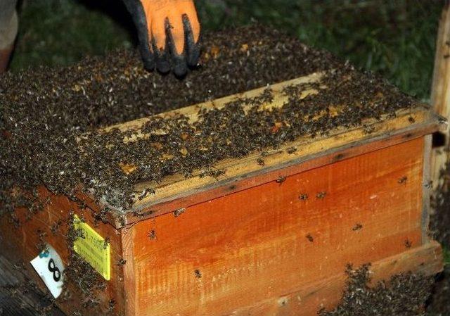 Ardahan da Arı Kovanlarına Ayı Saldırısı 1