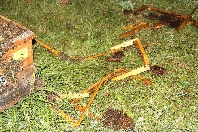 Ardahan da Arı Kovanlarına Ayı Saldırısı 2