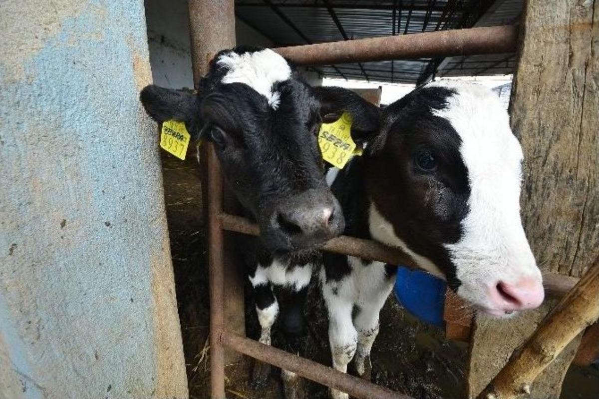 İzmir'de Bunun Adı; "beyaz Devrim"