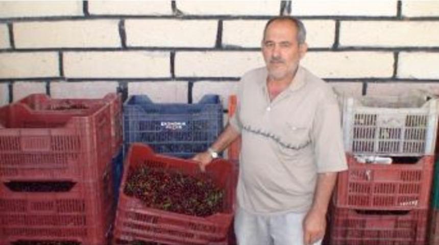 Ereğli&rsquo;de Kiraz Ve Vişnede Rekolte Kaybı