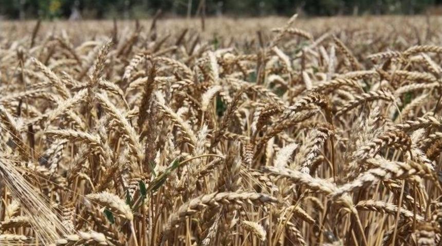 &Ccedil;elik, &Ccedil;ift&ccedil;ilerden Buğdayı Hemen Satmamalarını İstedi