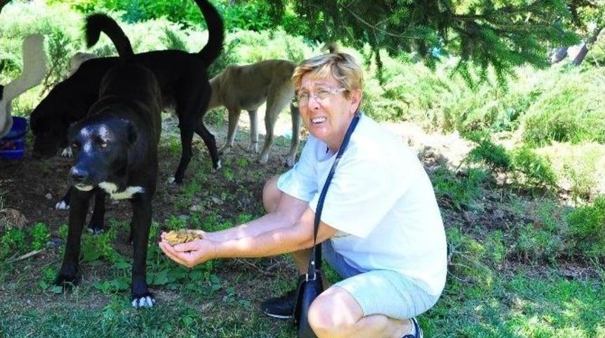 Hayvanseverden Belediyeye &Ccedil;ağrı