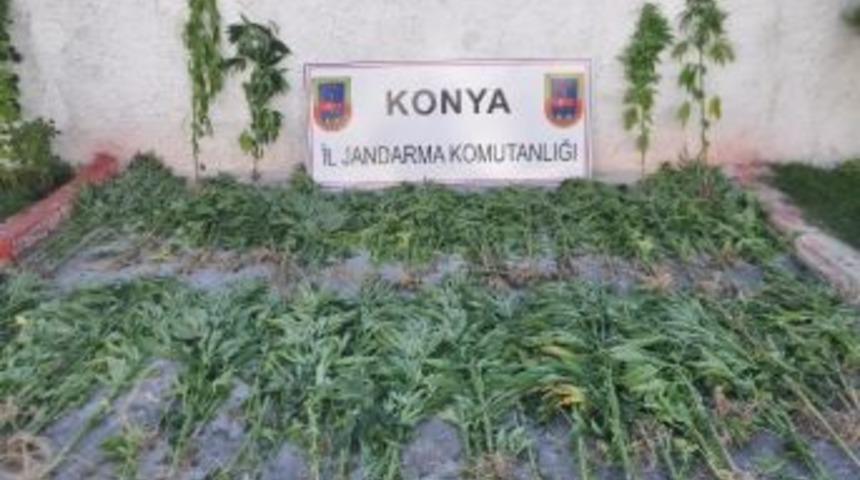 Seydişehir&rsquo;de 144 K&ouml;k Hint Keneviri Ele Ge&ccedil;irildi