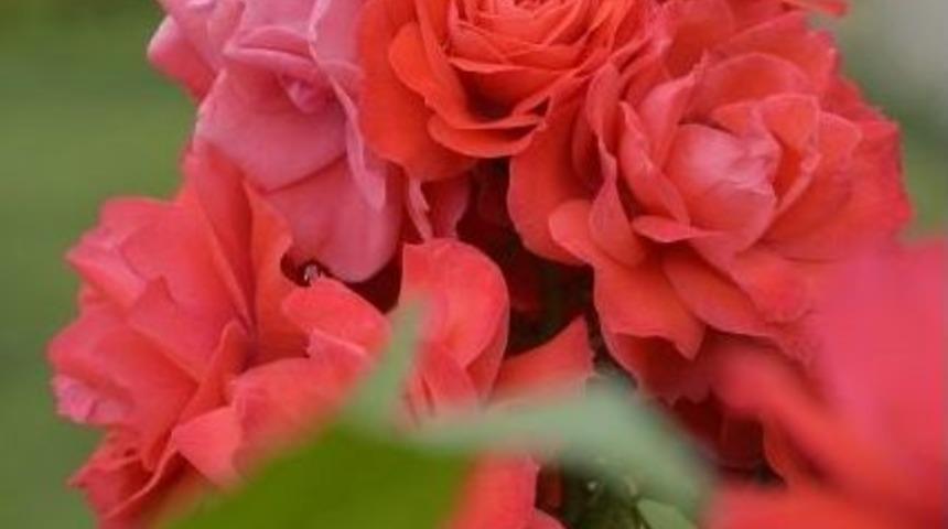 Fatsa &Ccedil;i&ccedil;ek A&ccedil;tı