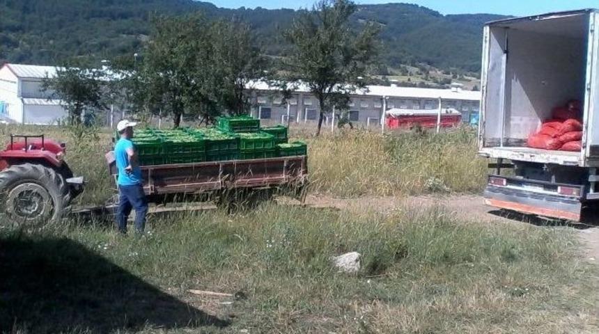 Boz&uuml;y&uuml;k'te Bezelye Hasadı Tamamlandı