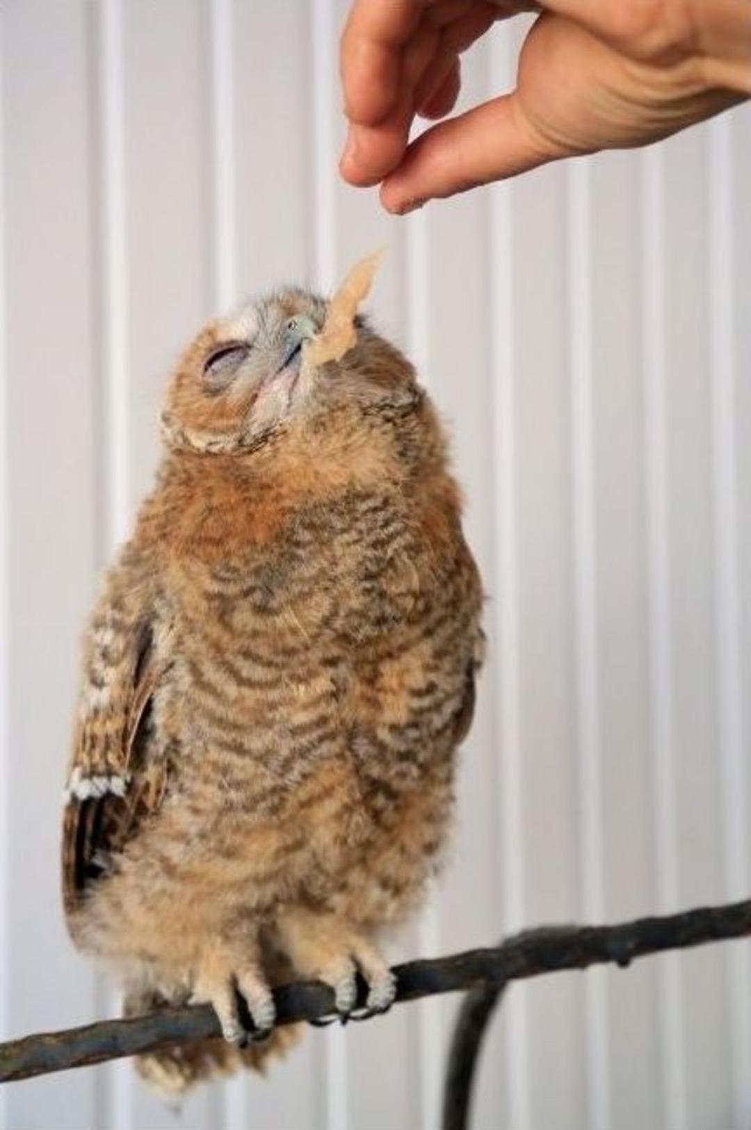 Milas'ta &Ouml;ks&uuml;z Baykuşa &Ouml;zel Bakım