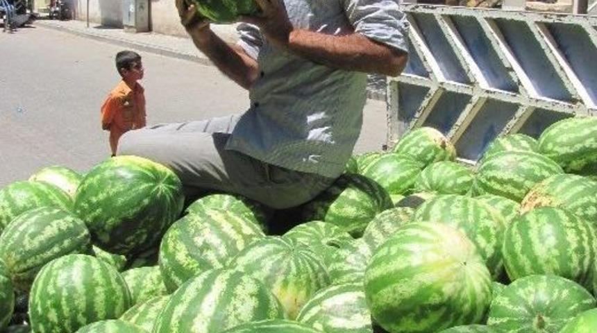 Araban Baklavası Olarak Bilinen Meşhur Araban Karpuzu Yetişti