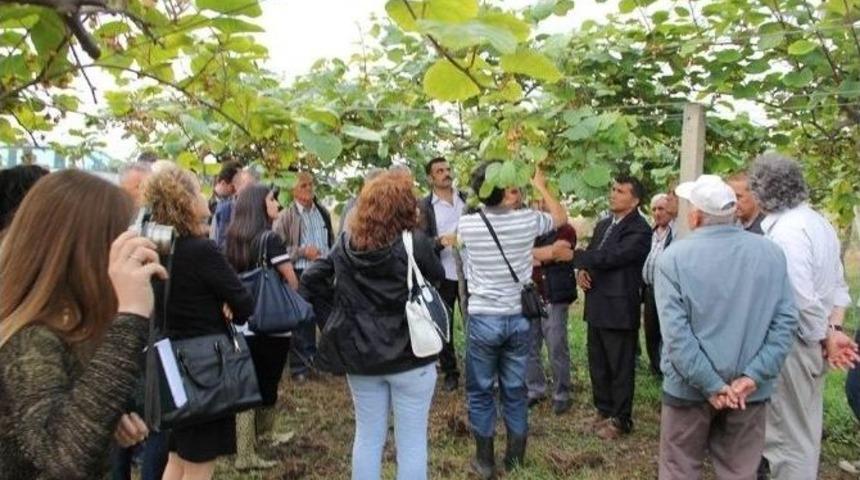 Kivi &Uuml;reticilerinin Yalova &Ccedil;ıkarması