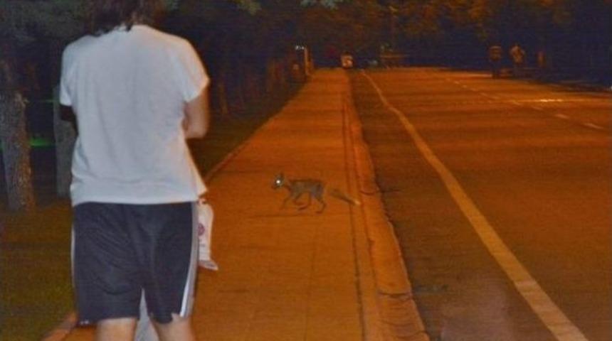 Tpao&rsquo;da G&ouml;r&uuml;nen Tilki Objektiflere Takıldı