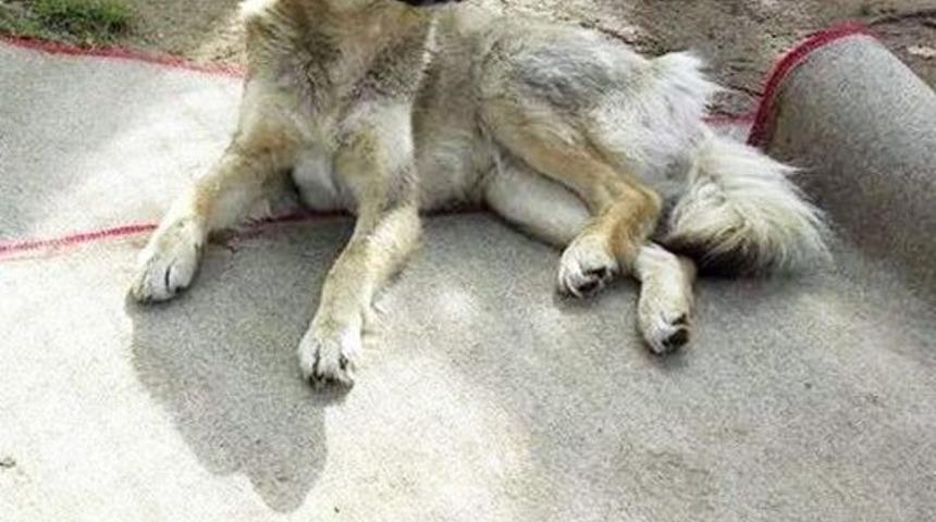 Aydın&rsquo;da Barınak Hayvanları Yeni Yuvalar Arıyor