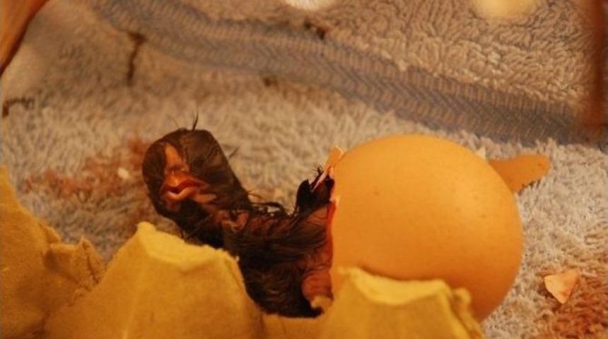 Evde Kulu&ccedil;ka Sistemi Kuran Gen&ccedil;, Yumurtalardan Civciv &Ccedil;ıkarttı