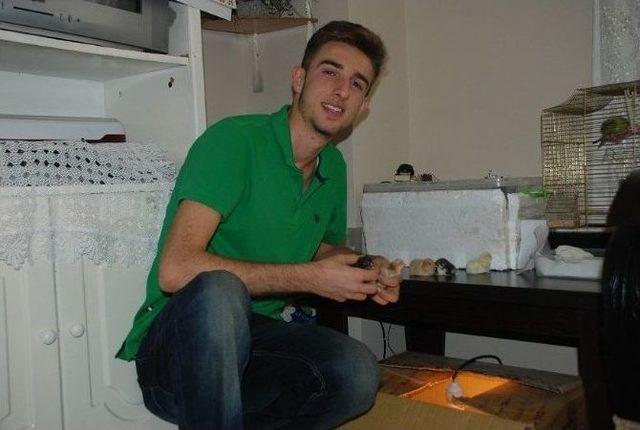 Evde Kuluçka Sistemi Kuran Genç, Yumurtalardan Civciv Çıkarttı 1