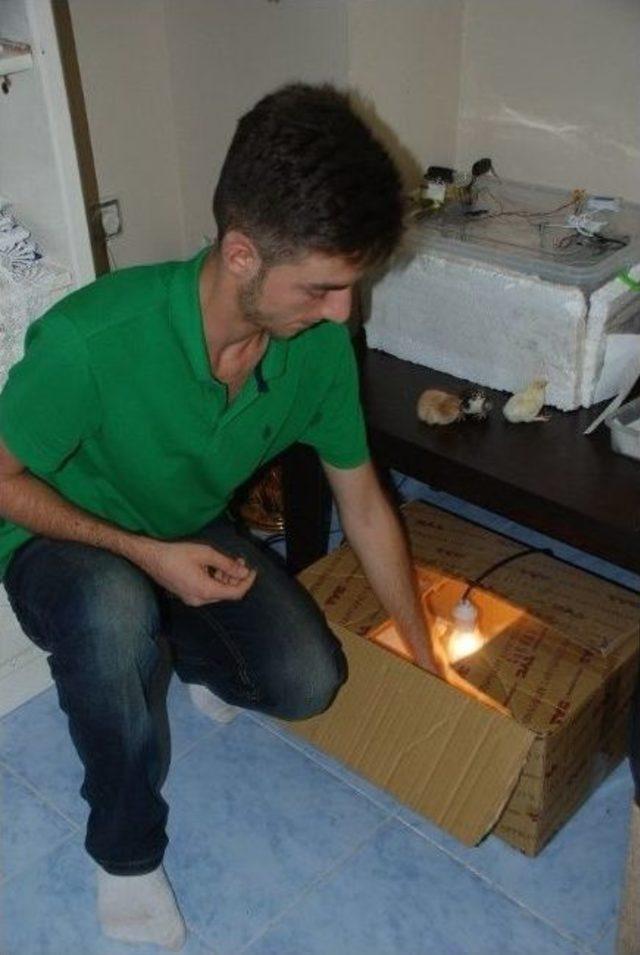 Evde Kuluçka Sistemi Kuran Genç, Yumurtalardan Civciv Çıkarttı 2