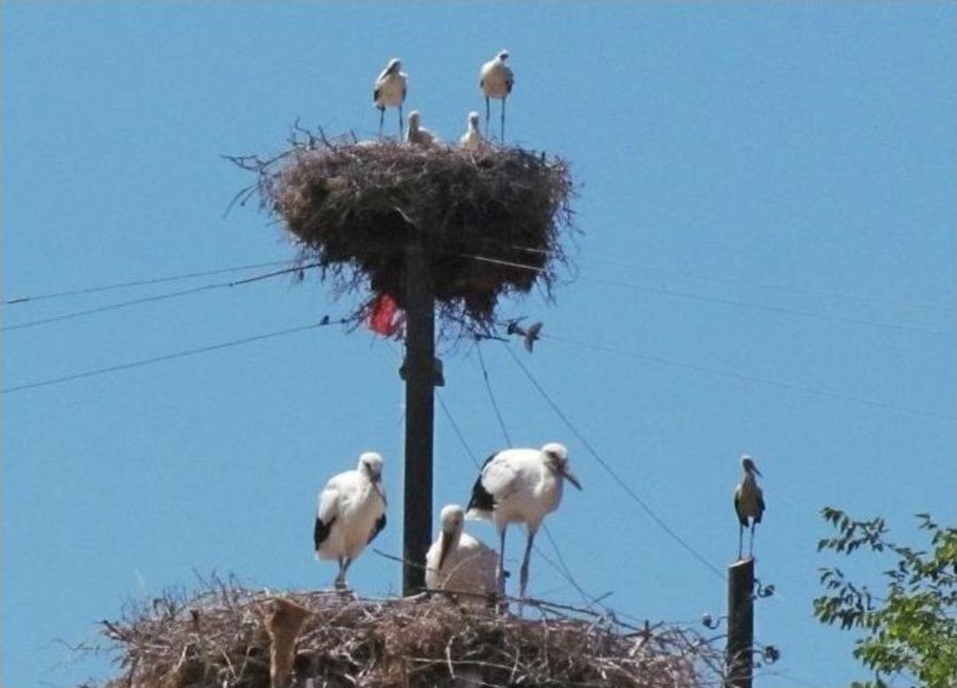 Yaz G&ouml;&ccedil;menlerine Halka Takıldı