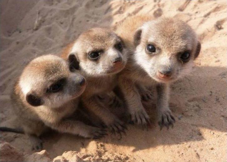 Afrika Çölü’nde İlk Ve Tek Türk Bilim Kadını G3