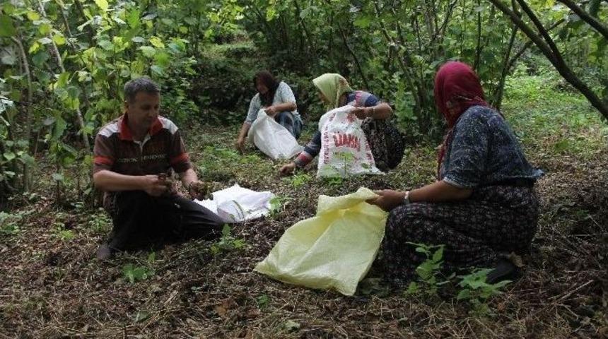 Temmuzda Fındık Hasadı