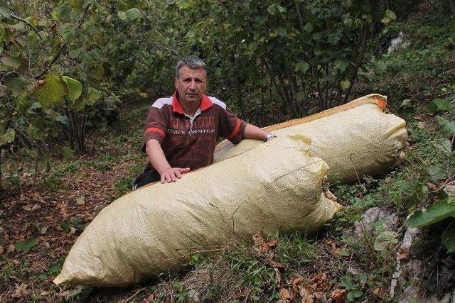 Temmuzda Fındık Hasadı