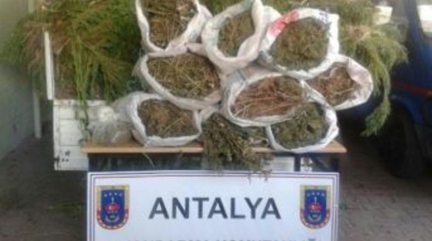 Antalya'da Kenevir Operasyonu