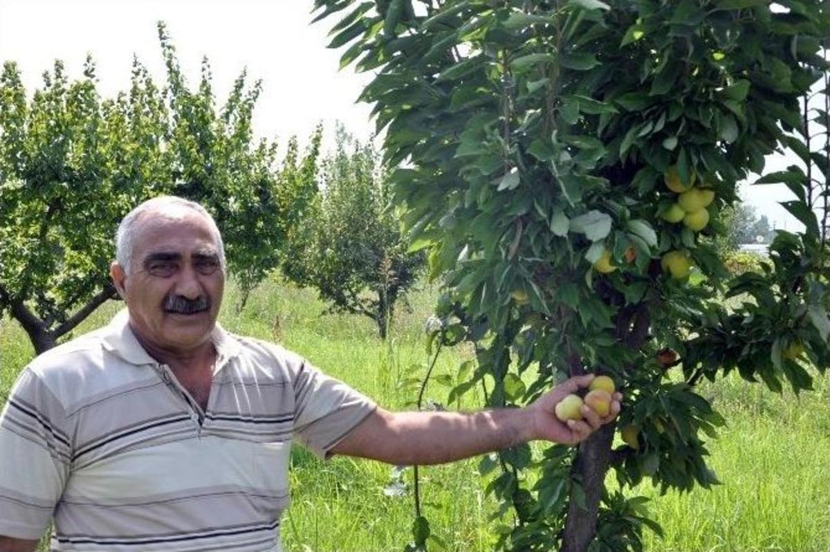 Manisa Tarzanı&rsquo;ndan Etkilendi Manisa&rsquo;ya Yerleşti