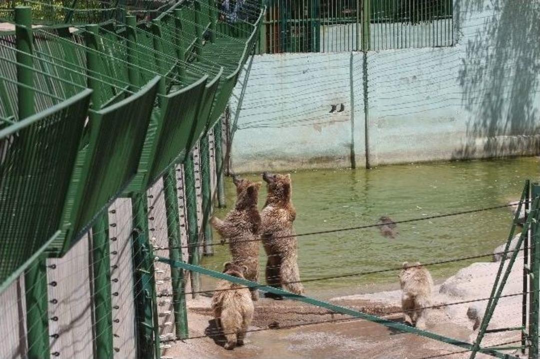Kavurucu Sıcakta Hayvanların Havuz Ve Buzlu Meyve Kokteyli Keyfi
