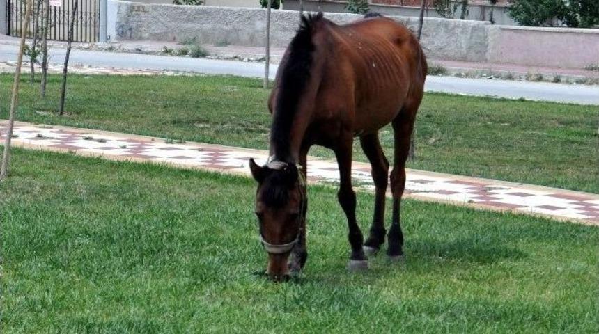 Parklar Atların Otlama Alanı Oldu