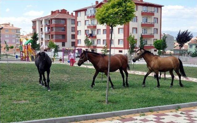 Parklar Atların Otlama Alanı Oldu