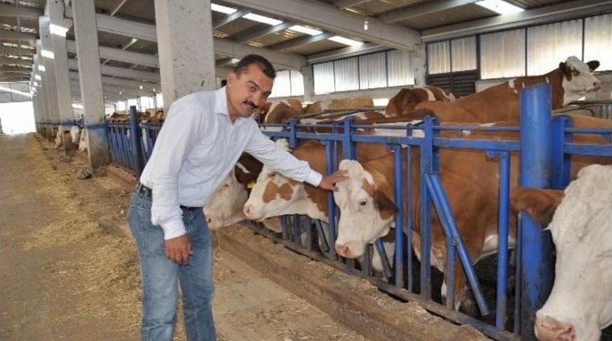 Afyonkarahisar&rsquo;da 5 Milyon Tl&rsquo;lik Modern &Ccedil;iftlik Yatırımı