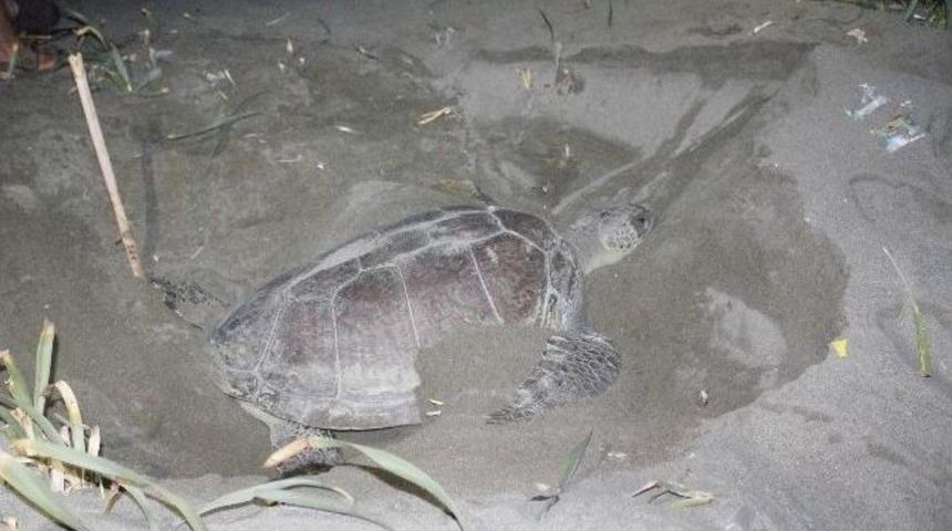 Caretta Carettalar&rsquo;ın Yumurtlama D&ouml;nemi Başladı