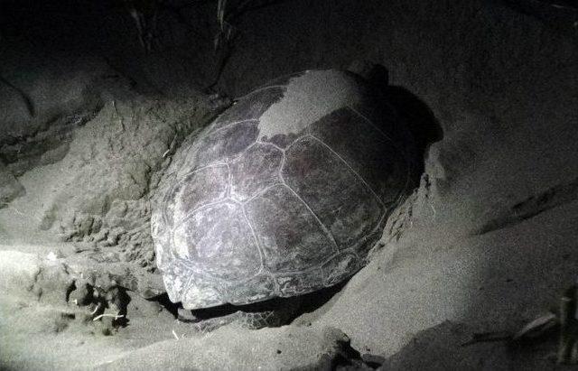 Caretta Carettalar’ın Yumurtlama Dönemi Başladı