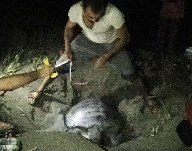 Caretta Carettalar’ın Yumurtlama Dönemi Başladı