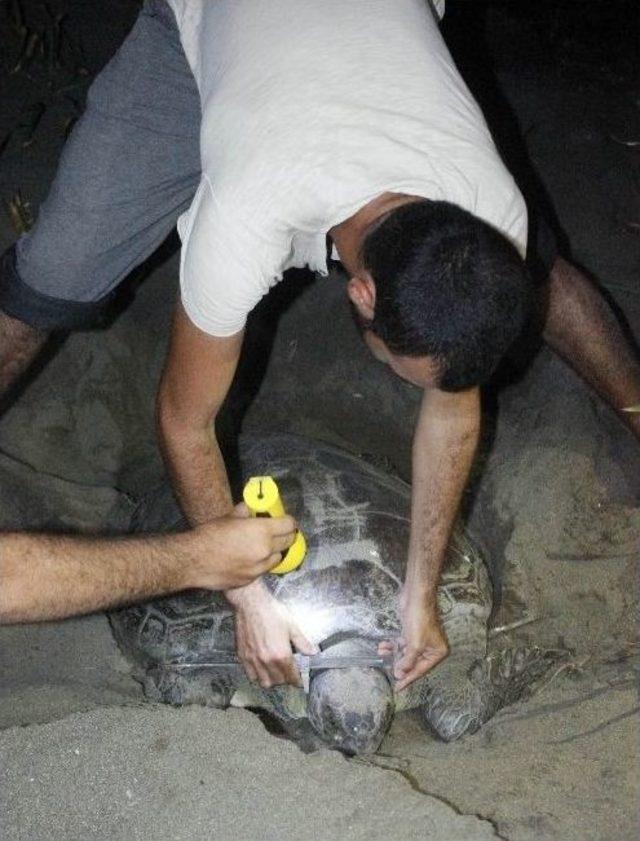 Caretta Carettalar’ın Yumurtlama Dönemi Başladı