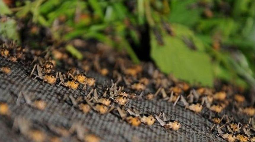 (&ouml;zel Haber) Antalya&rsquo;dan D&uuml;nyaya &Ccedil;ekirge Satıyor